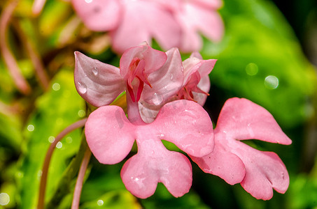 粉唇红唇龙花（粉红金鱼龙花）