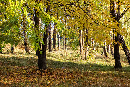 阳光下黄色秋季森林中的树木