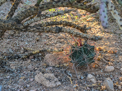 美国亚利桑那州凤凰城植物园的仙人掌 Ferocactus