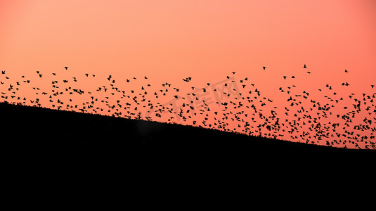 大群鸟在摩拉维亚