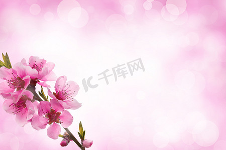 具有散景效果的粉红色开花树枝。