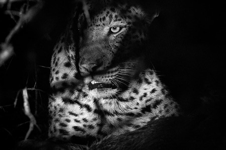 黑白动物摄影照片_灌木丛中的一只豹子，黑白相间。