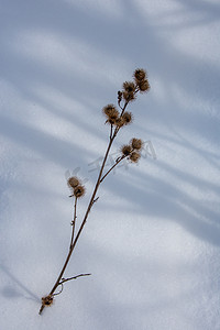 牛角摄影照片_雪中​​仙鹤草的干花