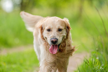 夏季户外的金毛犬