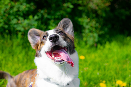 柯基犬摄影照片_快乐的柯基犬在草丛中。