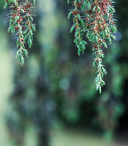 常绿针叶树 Juniperus communis Horstmann 的特写叶子。