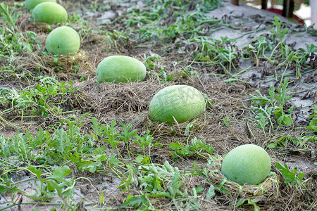 生长在庭院里的绿色西瓜