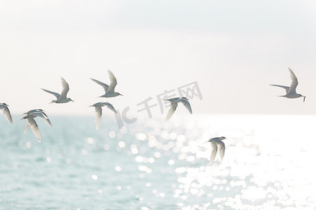 燕鸥群飞过大海