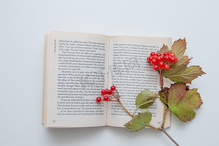 颠簸摄影照片_英文书 I 由荚莲属植物红色浆果的新闻报道，白色背景顶视图上的秋色