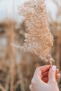 芦苇花摄影照片_拿着潘帕斯草的女性手。