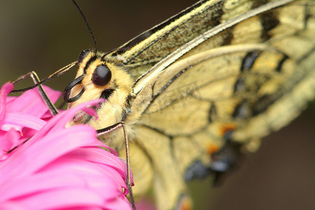 粉红色花上的米色蝴蝶、特写、眼睛和蝴蝶长鼻