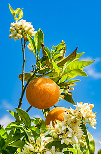 有新鲜水果、开花和蓝天背景的橙树枝