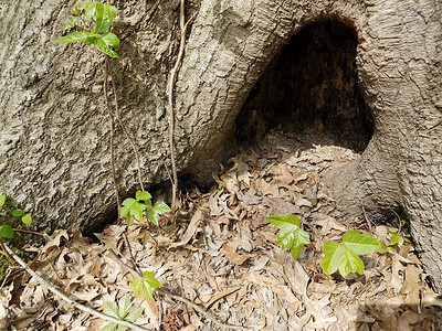 棕色蝾螈或蝾螈的头从树洞中探出