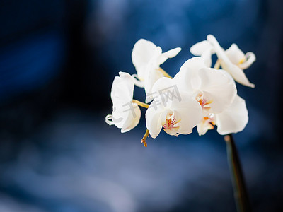深蓝色蓝色摄影照片_深蓝色背景上美丽盛开的白色兰花蝴蝶兰。