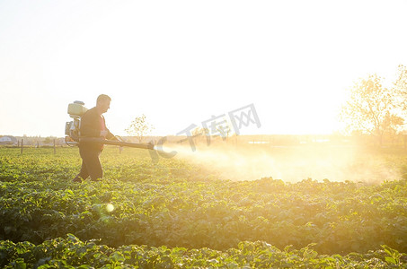 农民在马铃薯灌木丛上喷洒硫酸铜溶液。