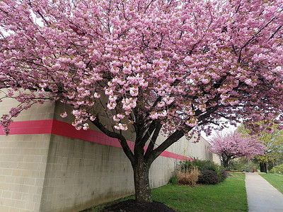 棕色和红色砖砌建筑，粉红色的樱花树