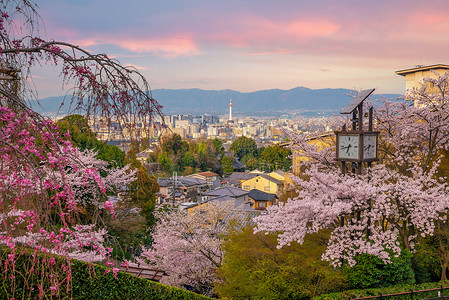 樱花季背景摄影照片_日本樱花季期间的京都老城