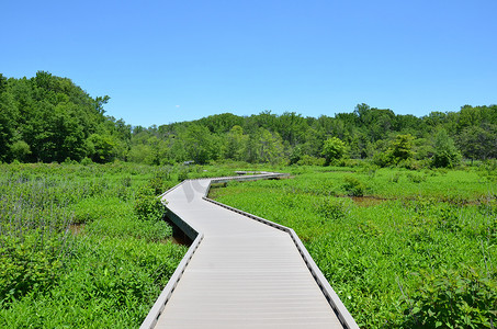 木板路或小径以及湿地植物和树木