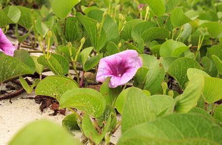 花藤藤蔓摄影照片_铁路藤蔓的紫色花朵群