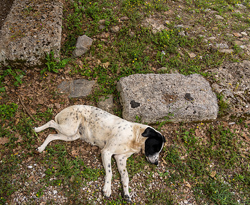 流浪狗在希腊奥林匹亚第一届奥运会现场睡觉