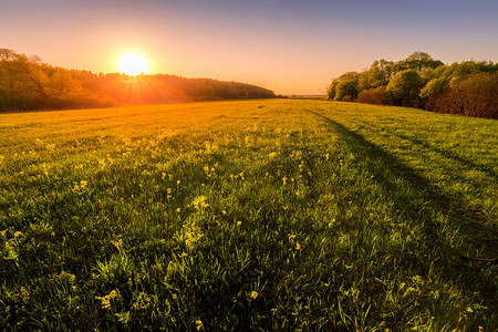 日落或黎明在长满绿草的春田里。