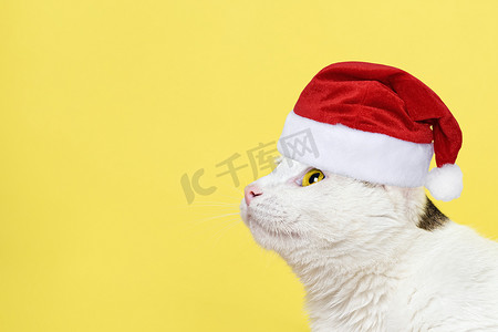 红色抬头摄影照片_戴着红色圣诞老人帽子的好奇猫在黄色背景中抬头看孤立。