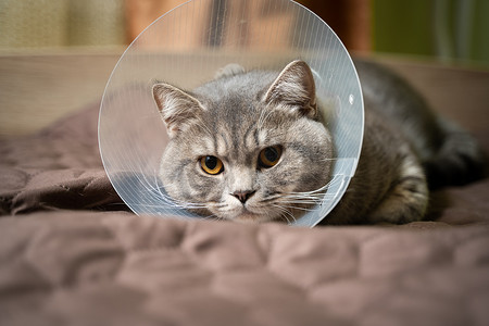 眼睛手术摄影照片_手术后，家养的灰色英国短毛猫，橙色的眼睛，戴着保护项圈，坐在家里的沙发上。