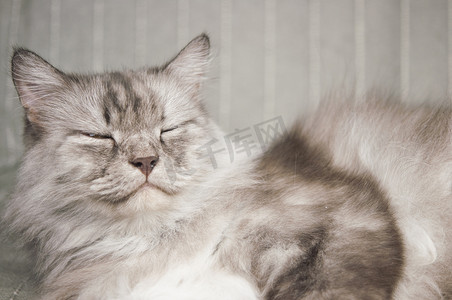 在家庭环境中睡在沙发上的长毛灰猫。