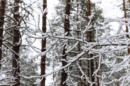冬季树枝在白霜中的背景雪和白色的天空