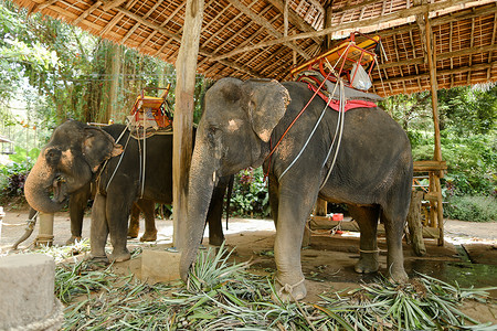 大象与人摄影照片_与车手马鞍的大象在泰国。
