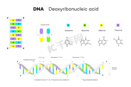 DNA 的分子结构。