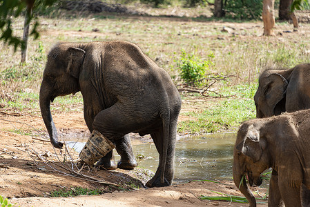 年轻的大象在康复后穿着保护靴