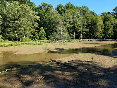 浑浊的河流或池塘水和湿地中的树木