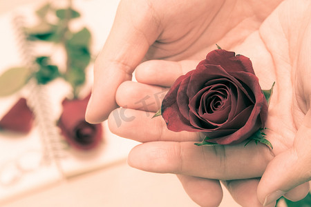 送花的手摄影照片_情人节送玫瑰花