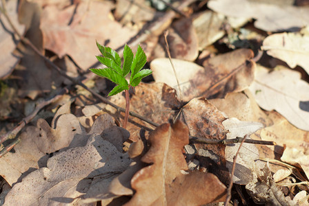 土壤阳光摄影照片_孤独的幼苗在阳光下的春天森林里发芽，