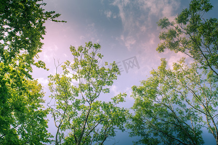 植物阳光摄影照片_阳光照射的树冠点缀着金色的光芒和英国蓝天