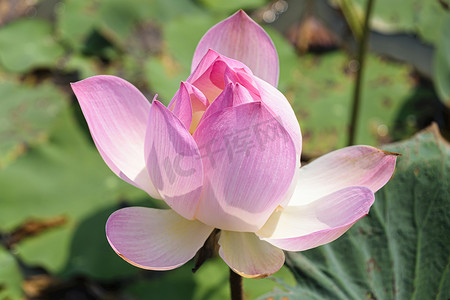 莲花摄影照片_单朵莲花