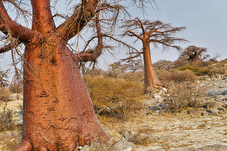 猴面包树，马卡迪卡迪潘斯国家公园，博茨瓦纳