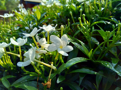 关闭绿色栀子花（栀子花、茉莉花、茉莉花、丹丹、茉莉）与自然背景。