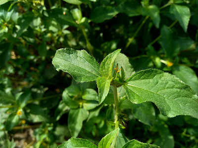 具有自然背景的节点杂草（也称为 Synedrella nodiflora、synderella 杂草）。