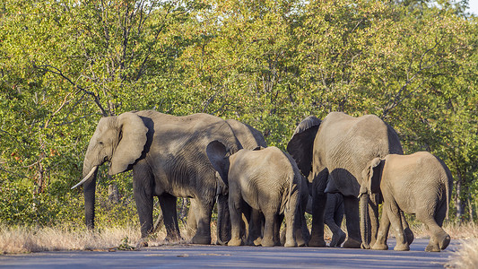 普象摄影照片_南非克鲁格国家公园的非洲丛林象
