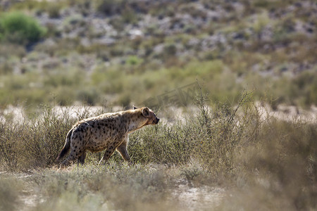 沙漠游戏摄影照片_南非 Kgalagadi 跨境公园的斑点鬣狗