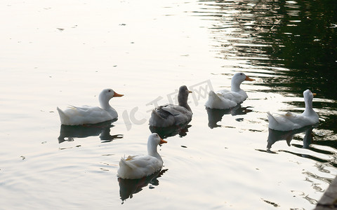 成群的鸭鸟水海鸟（鹅天鹅或雁科统称水禽涉水滨鸟科）游泳漂浮在湿地倒影湖水面上。