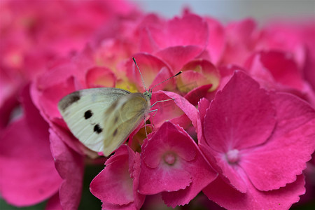 Pieris rapae - 粉红色绣球花上的卷心菜白蝴蝶作为特写