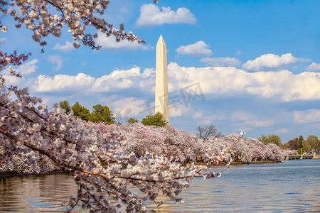 美国华盛顿特区樱花节