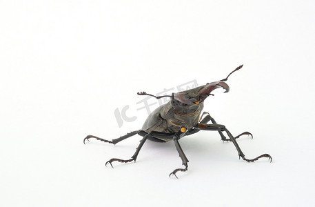 锹虫 - Lucanus cervus