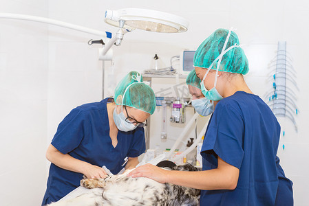 兽医团队摄影照片_手术室的兽医团队为狗做手术准备