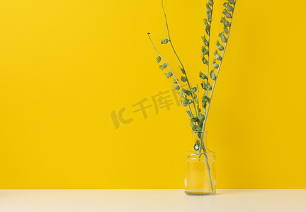 玻璃透明花瓶中的绿色植物枝条