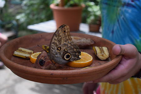 中柱摄影照片_加勒比海岛屿阿鲁巴岛棕榈滩蝴蝶农场色彩艳丽的彩色蝴蝶