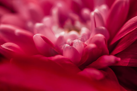 盛开的红雏菊花瓣、抽象的花卉艺术背景、春天大自然中的花朵香水香味、婚礼、奢华美容品牌假日设计
